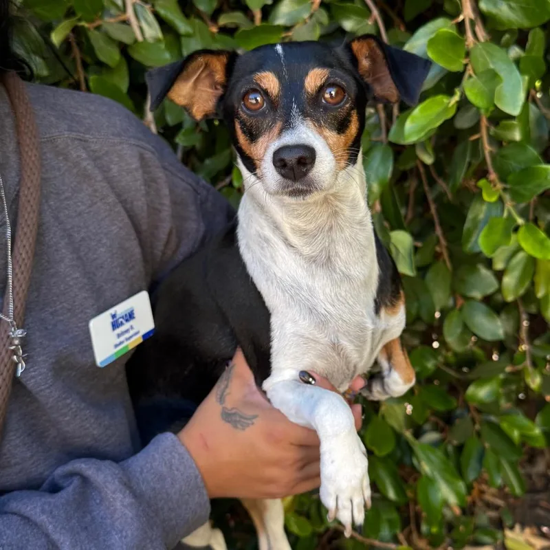 A young small-sized female Black Chihuahua dog named Juno for adoption in Santa Barbara, CA