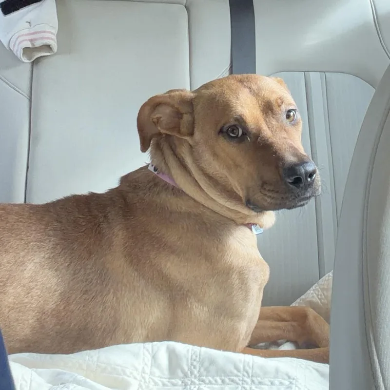 An adult medium-sized female Golden German Pinscher dog named Asa for adoption in Clarksdale, MS