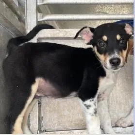 A baby medium-sized male Mixed Breed dog named Fletcher for adoption in West Chester, PA