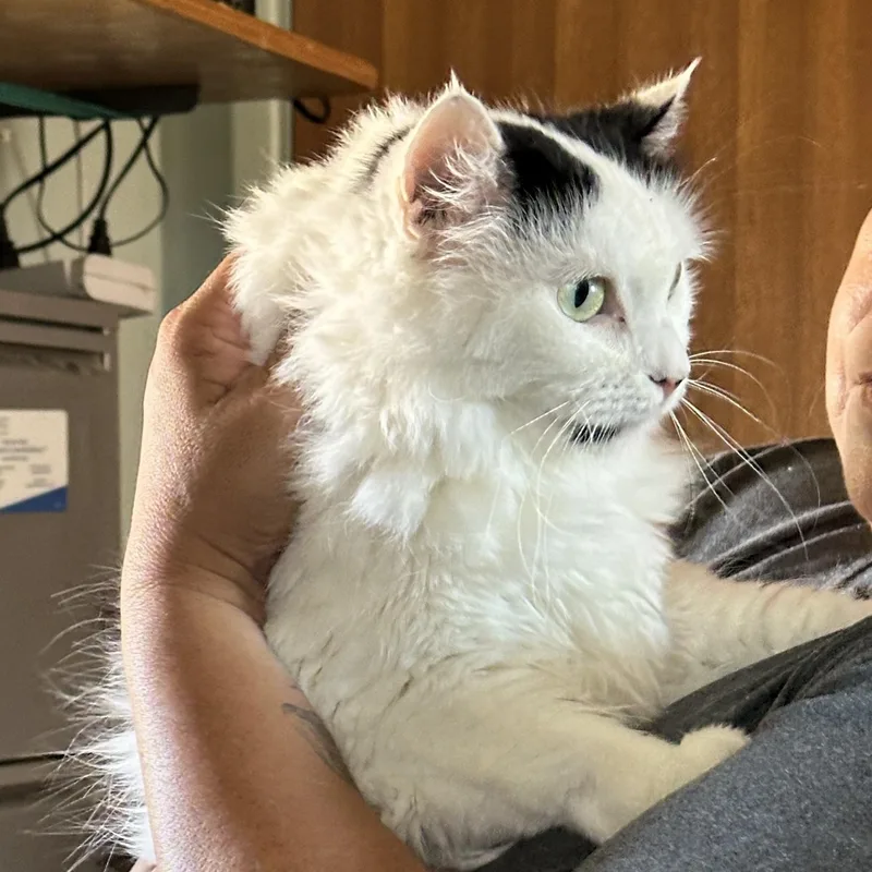 A young extra large-sized female White Maine Coon cat named Tiny for adoption in Mission Viejo, CA