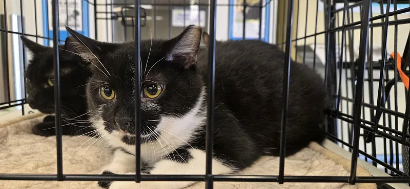 A young medium-sized male Black & White / Tuxedo Domestic Short Hair cat named Anemone for adoption in Dublin, OH