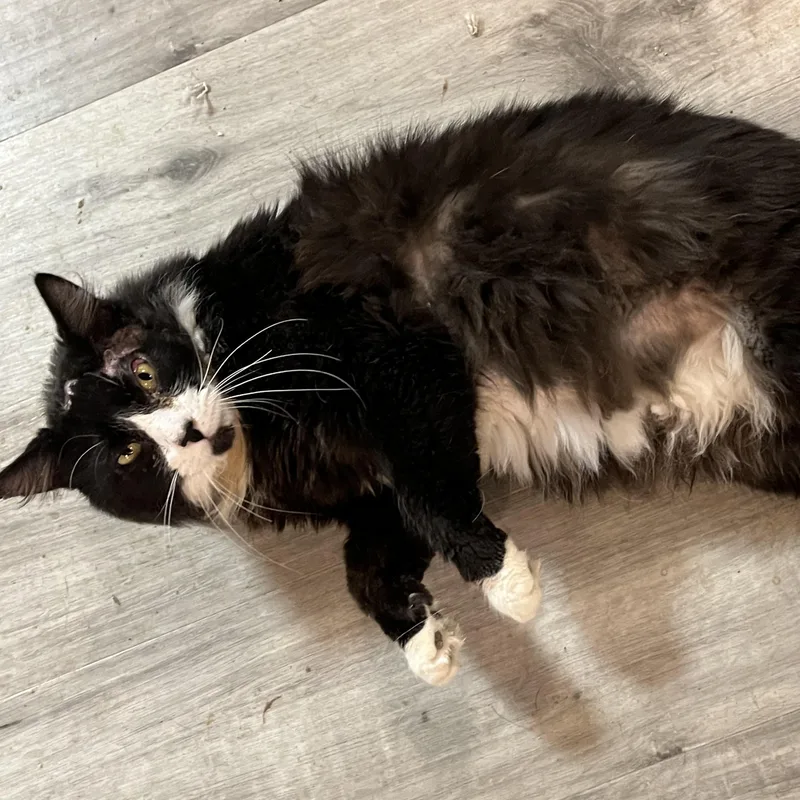 Frankie