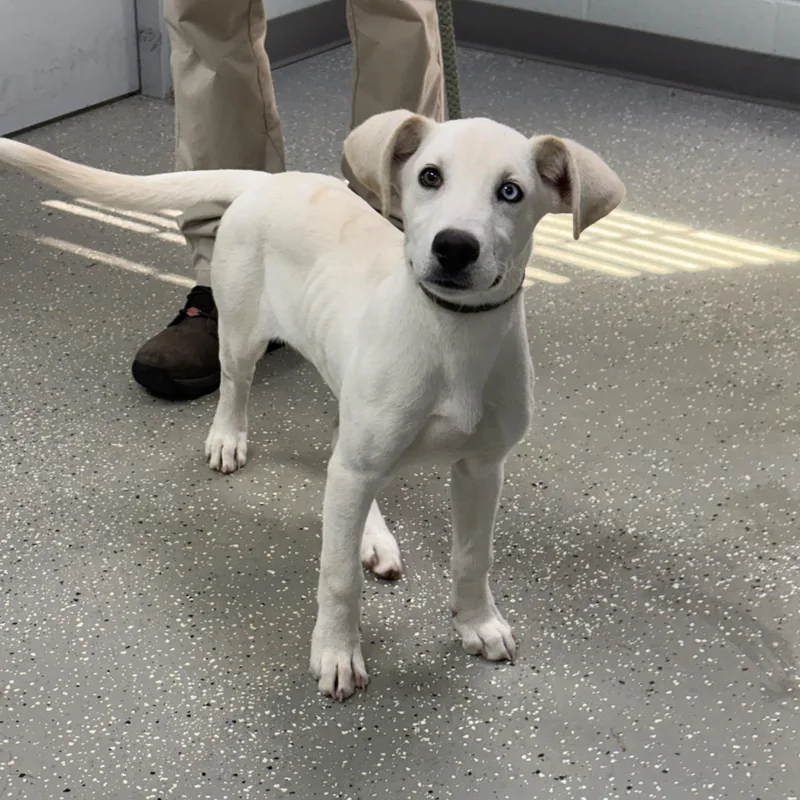A baby large-sized male Apricot / Beige Wirehaired Terrier dog named Louie for adoption in Bardstown, KY