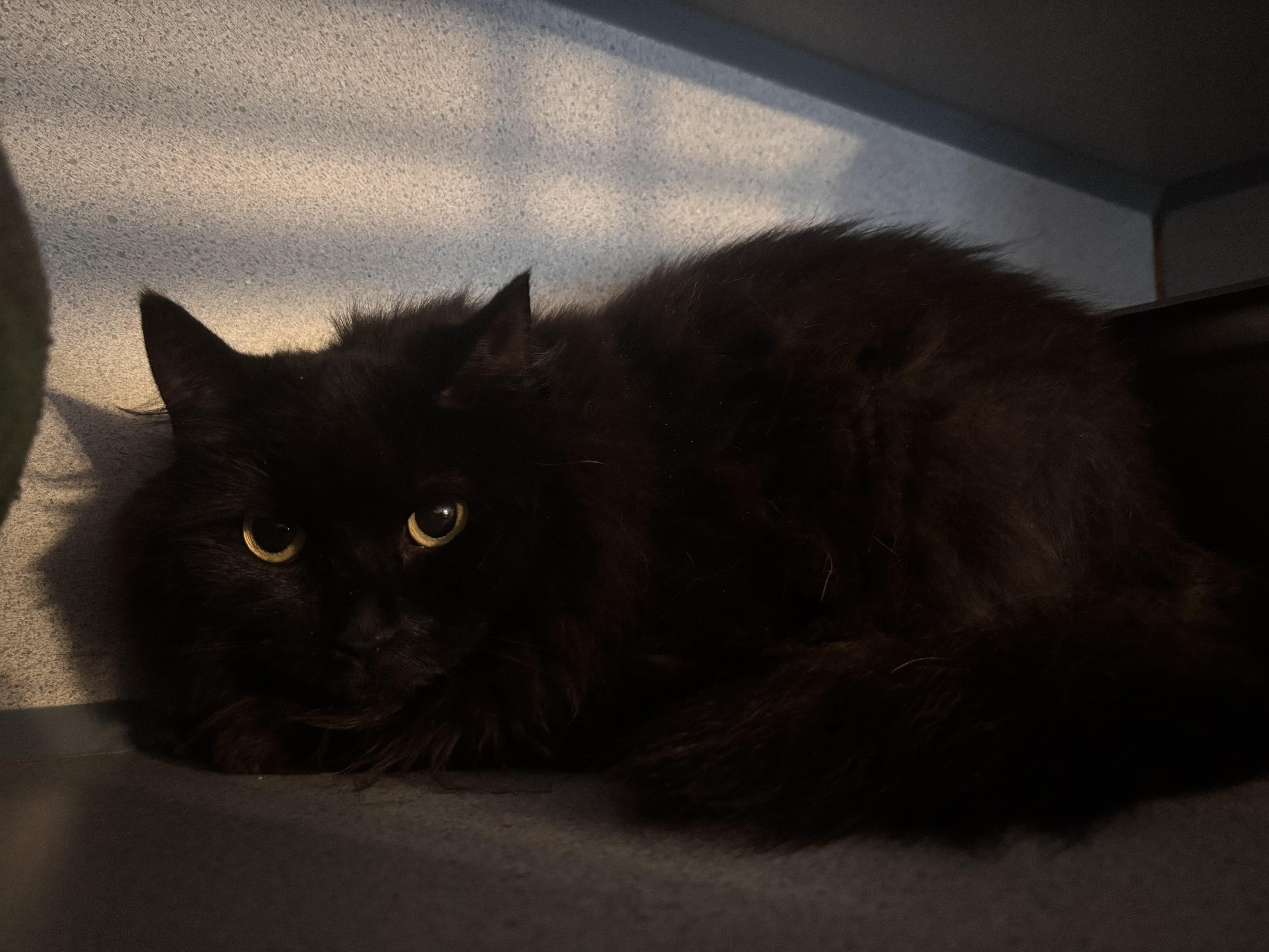 An adult large-sized female Black Domestic Medium Hair cat named Nana & Sagal for adoption in Hudson, NY