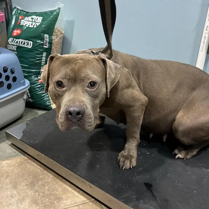 An adult medium-sized female Gray / Blue / Silver Mixed Breed dog named Gracie for adoption in Chattanooga, TN