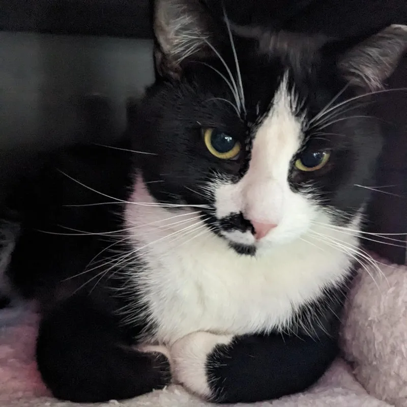 Tequila Willies thumbnail 3