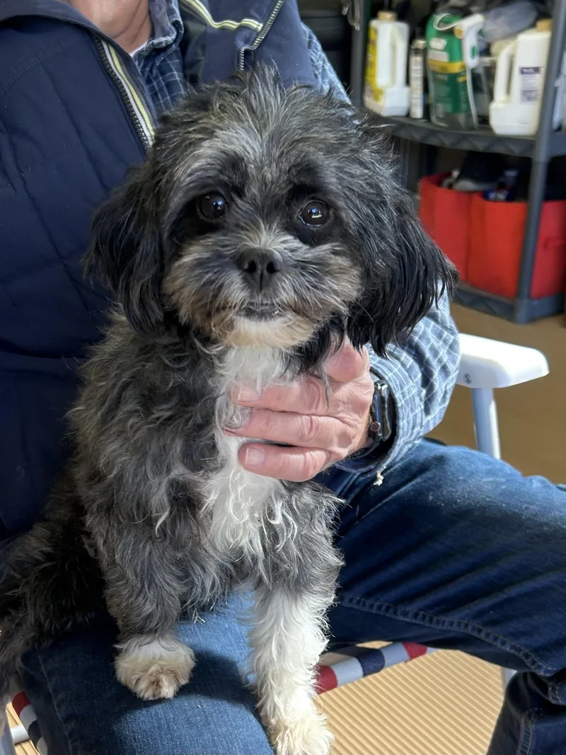 An adult small-sized female Pekingese dog named Beanie for adoption in Elyria, OH