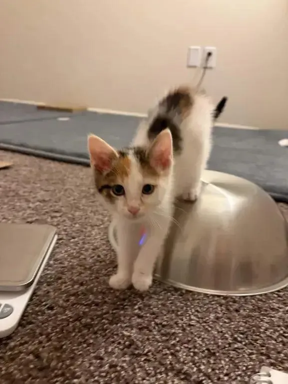 A baby small-sized female Domestic Short Hair cat named Ivy for adoption in Grand Rapids, MI