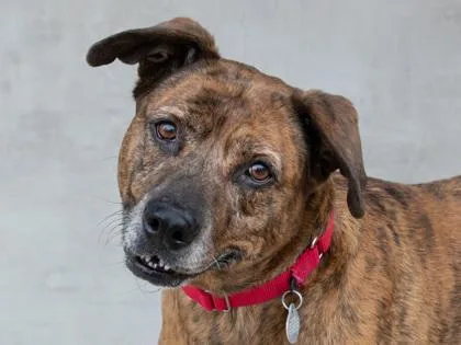 A senior large-sized female Mixed Breed dog named Ginger for adoption in Longmont, CO