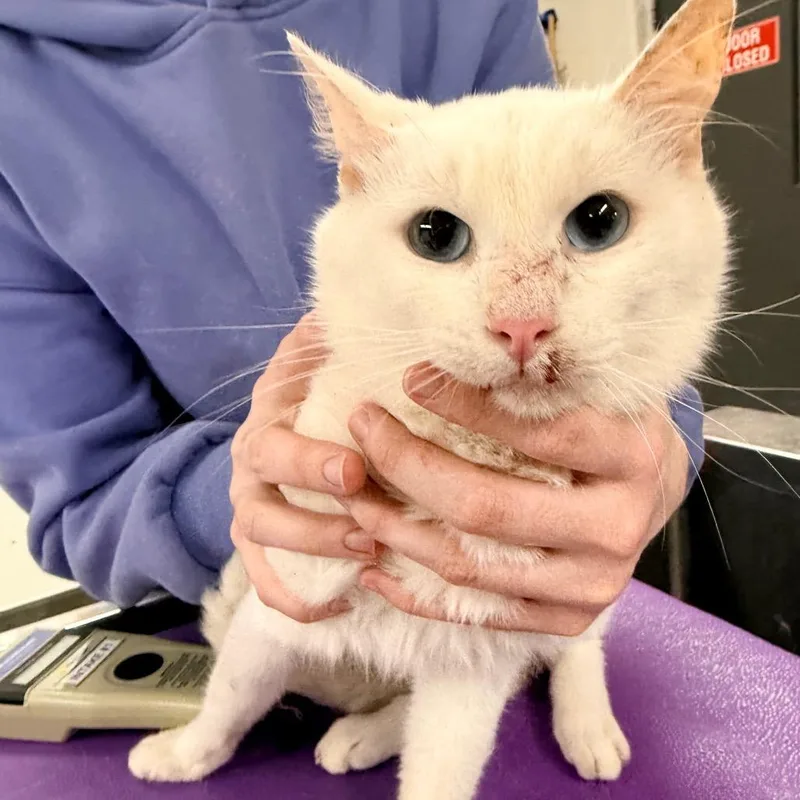 A senior medium-sized male White Domestic Short Hair cat named Baby Blue for adoption in Indianapolis, IN