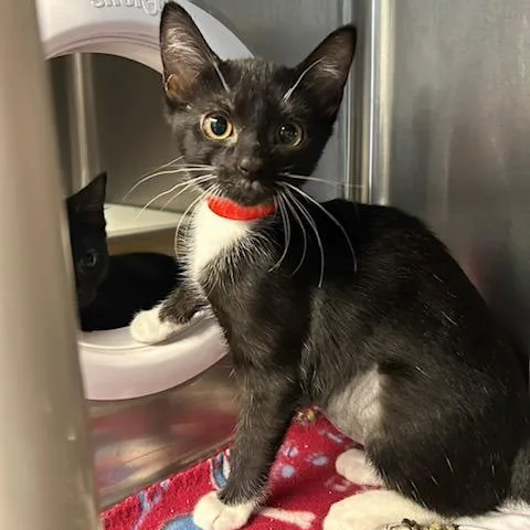 A baby small-sized female Domestic Short Hair cat named Faith for adoption in Knoxville, TN