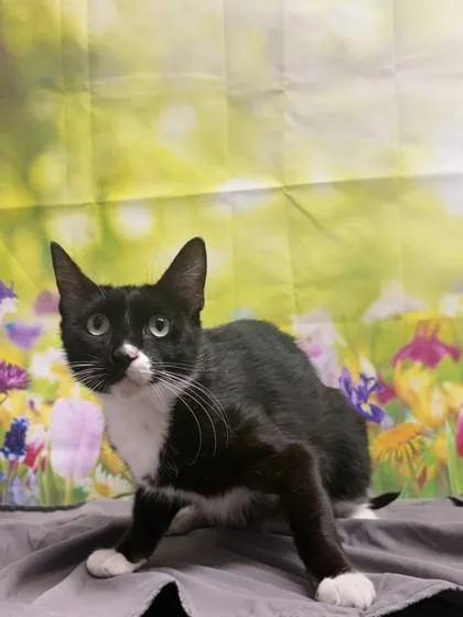 An adult medium-sized female Domestic Short Hair cat named Sara for adoption in San Antonio, TX