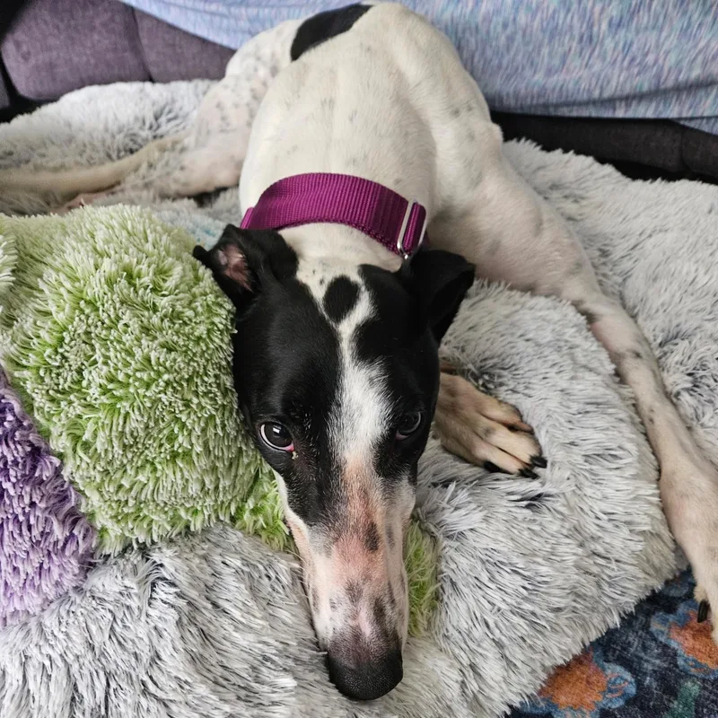 An adult large-sized male Greyhound dog named Arroyo Windsor for adoption in Tarpon Springs, FL