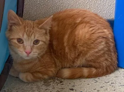 A baby medium-sized male Domestic Medium Hair cat named Tigger for adoption in Baraboo, WI