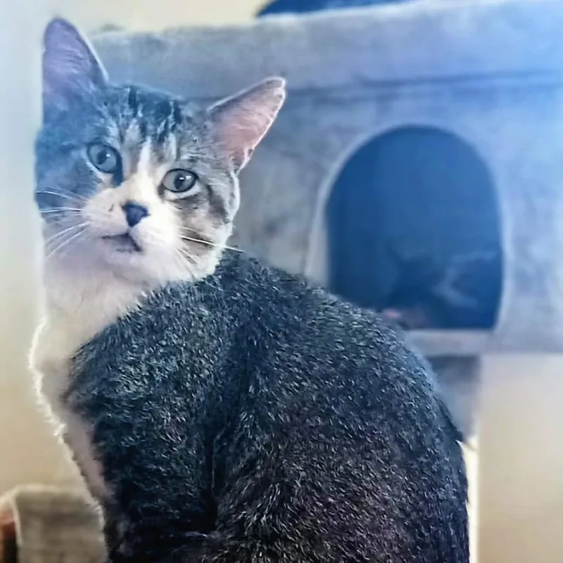 An adult small-sized male Brown / Chocolate Domestic Short Hair cat named Sir Henry Pringle for adoption in Rochester, MN