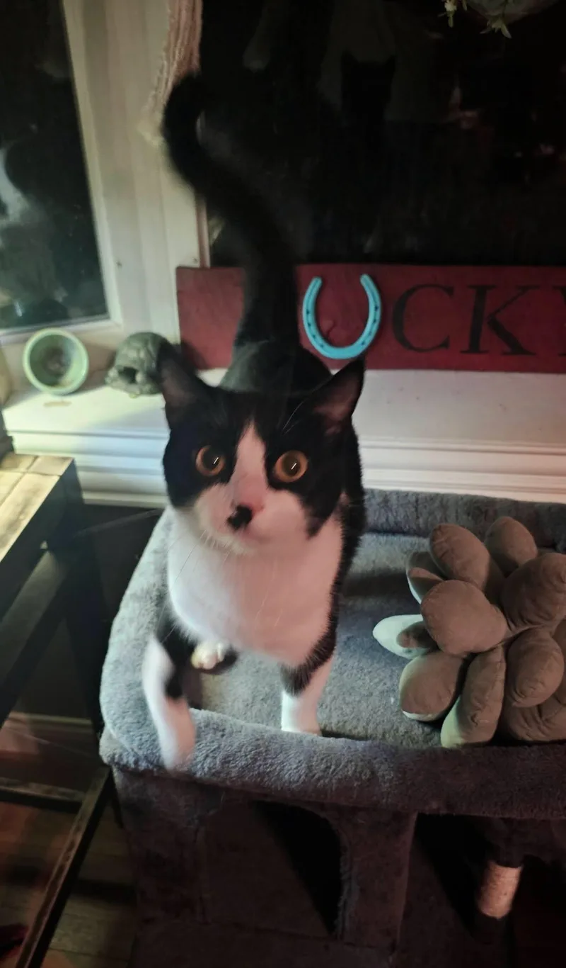 An adult medium-sized male Black & White / Tuxedo Domestic Short Hair cat named Scuttle for adoption