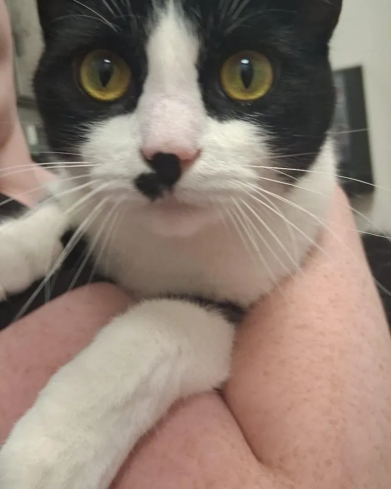 Scuttle thumbnail 3
