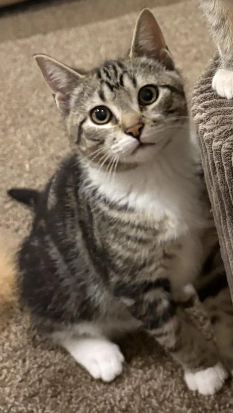 A baby small-sized male Tabby (Brown / Chocolate) Domestic Short Hair cat named Beau for adoption in Turnersville, NJ