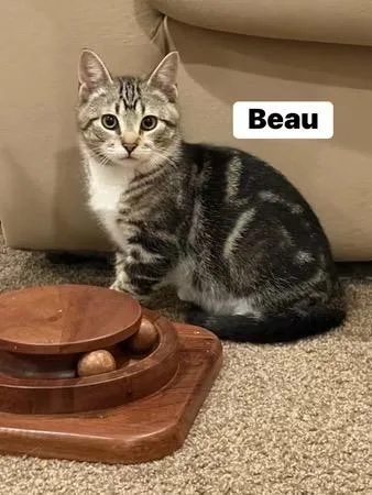 Beau thumbnail 2