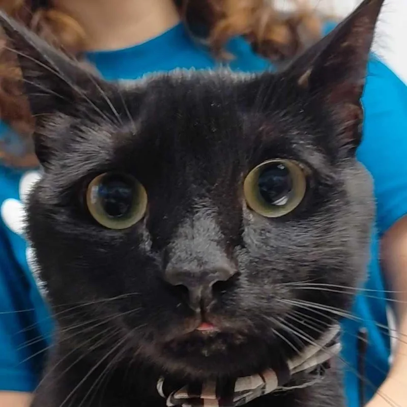 A young large-sized male Black Domestic Short Hair cat named Shadow AKA ONYX for adoption in Perkiomenville, PA
