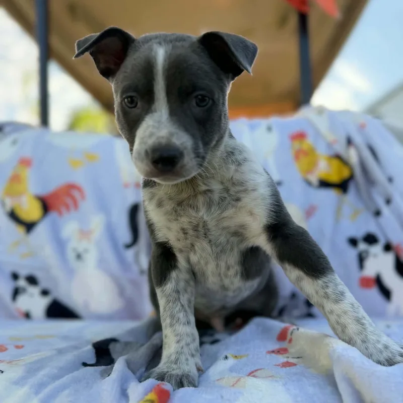 A baby medium-sized male Australian Cattle Dog / Blue Heeler dog named Beefy for adoption in Dysart, IA
