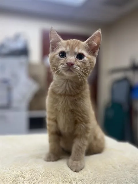 A baby small-sized male Domestic Short Hair cat named Boppity for adoption in Aliquippa, PA