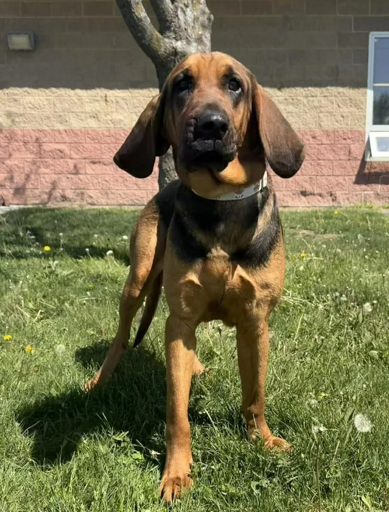 Bailey