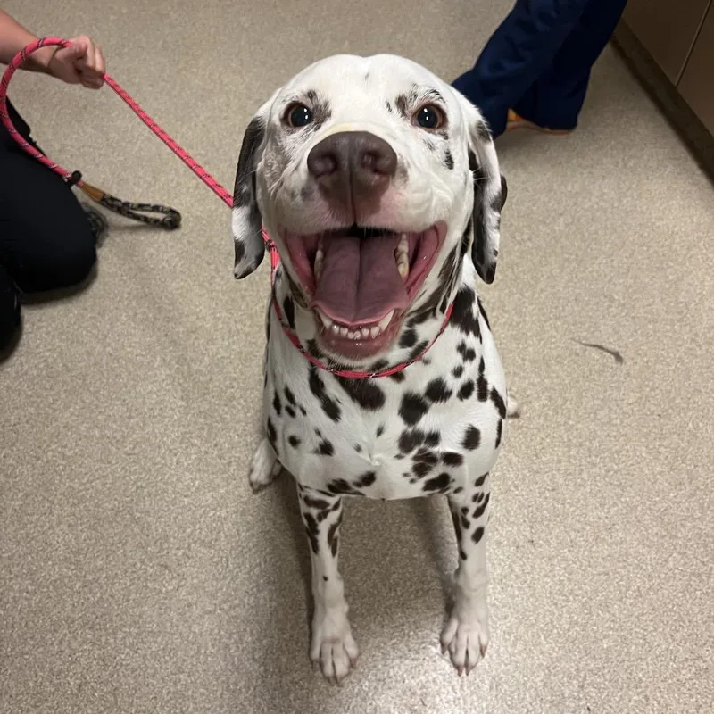An adult large-sized male White / Cream Dalmatian dog named Porter for adoption in Bristol, IN