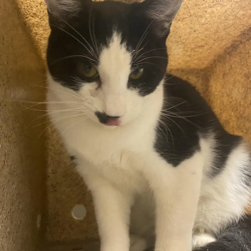 An adult medium-sized male White Domestic Short Hair cat named Riley for adoption in Reno, NV