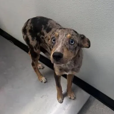 A young small-sized male Australian Shepherd dog named Lunch Box for adoption in Austin, TX
