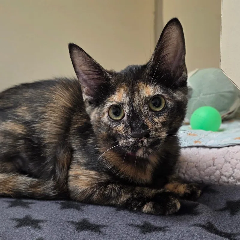 A baby small-sized female Black Domestic Short Hair cat named Marvin Martian for adoption in Albuquerque, NM