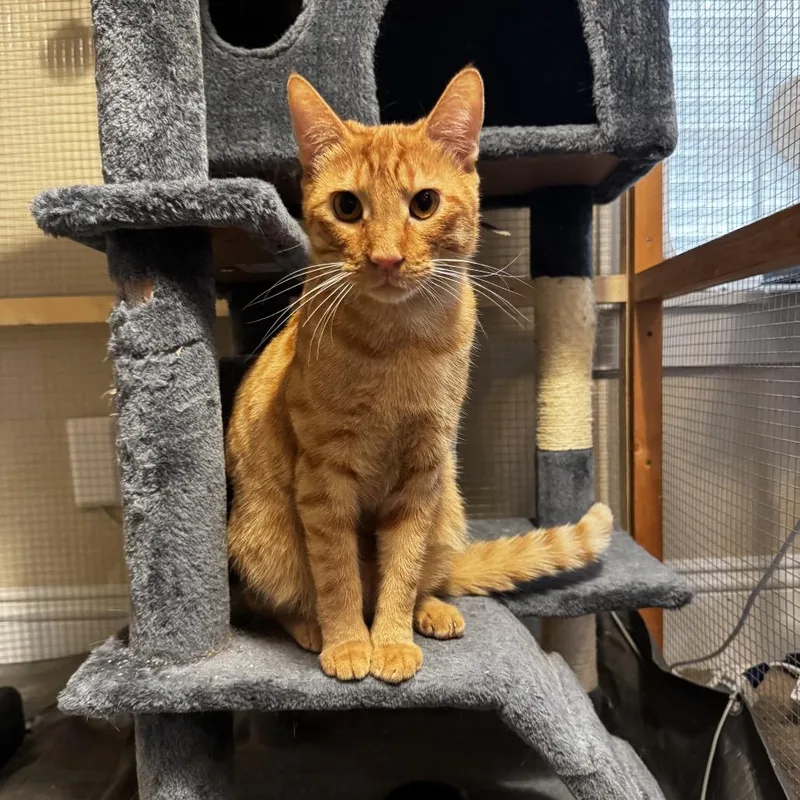 A young small-sized male Domestic Short Hair cat named Jupiter for adoption in Spokane, WA