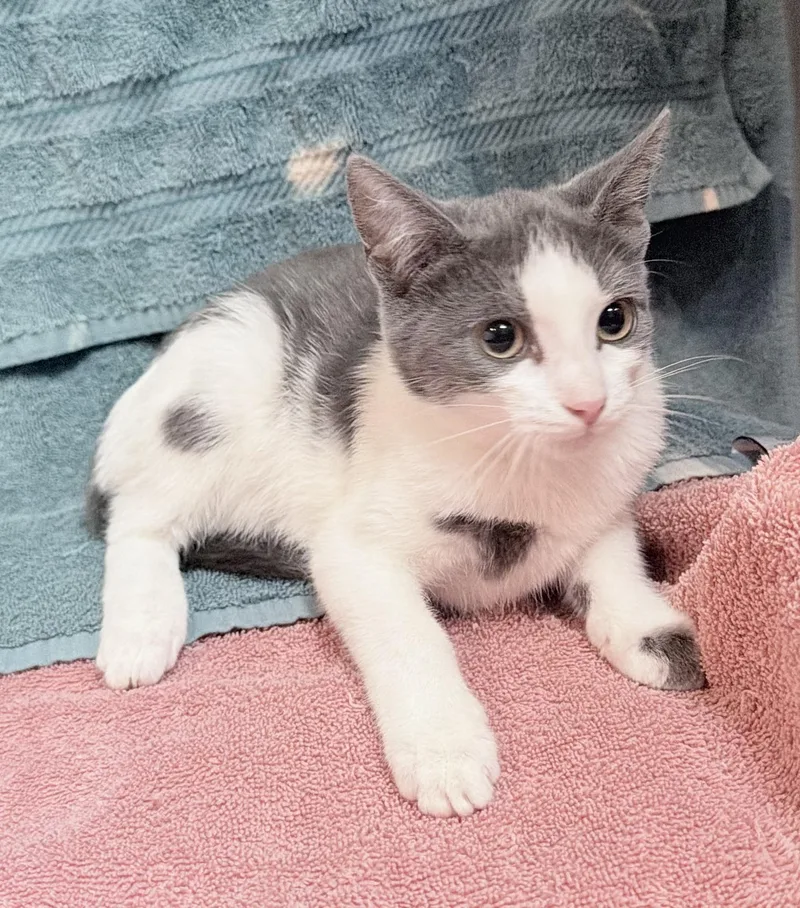 A baby medium-sized female Domestic Short Hair cat named Don for adoption in Elizabethtown, NC