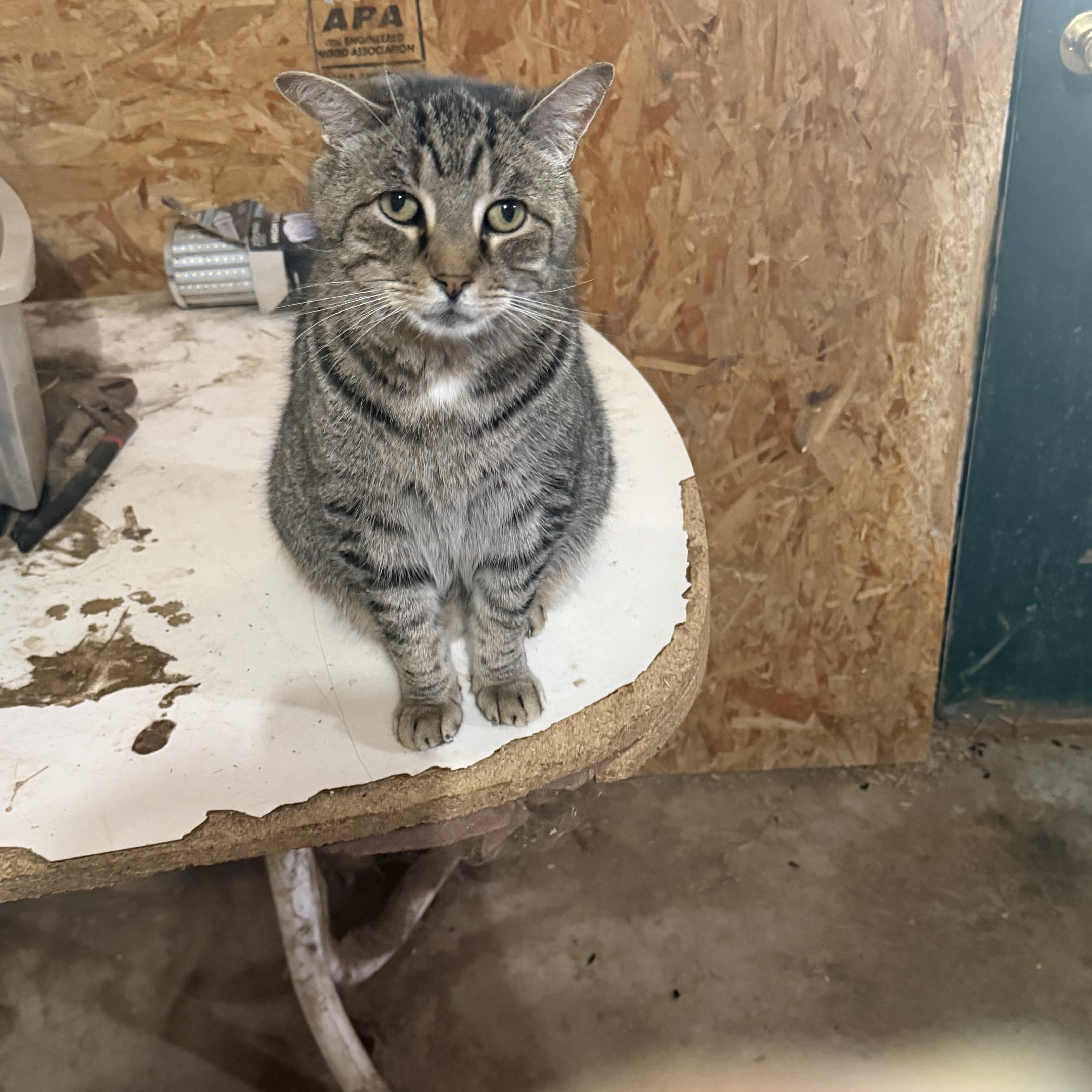 An adult large-sized male Tabby (Tiger Striped) Tiger cat named Fred for adoption in Marlette, MI