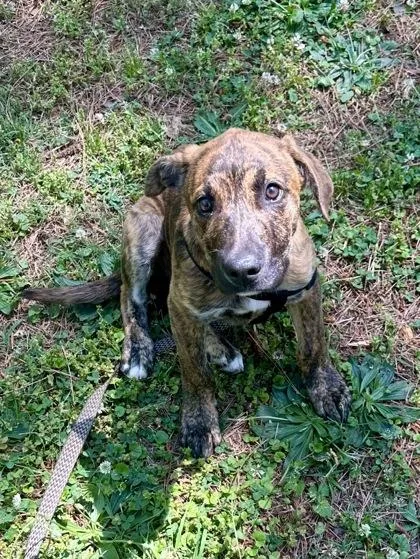 A baby medium-sized male Mixed Breed dog named Rock E Road for adoption in Atlanta, GA