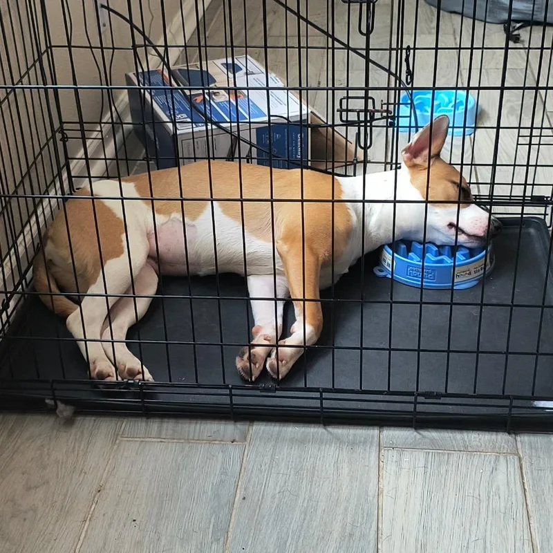 An adult medium-sized female Yellow / Tan / Blond / Fawn American Staffordshire Terrier dog named Bambi for adoption in New Orleans, LA