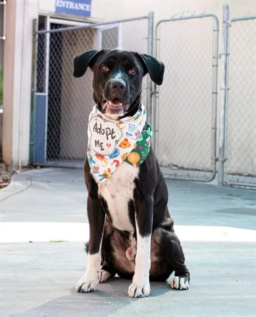 An adult large-sized male Terrier dog named Bricen for adoption in Miami, FL