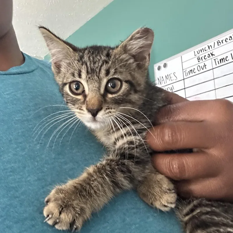A baby small-sized male Brown / Chocolate Domestic Short Hair cat named Dewey for adoption in Starkville, MS