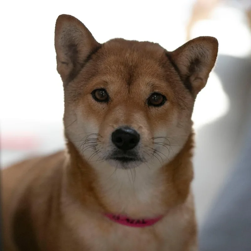 Kisha