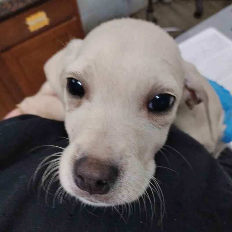 A baby small-sized male Yellow / Tan / Blond / Fawn Mixed Breed dog named Carter for adoption in Summerville, SC