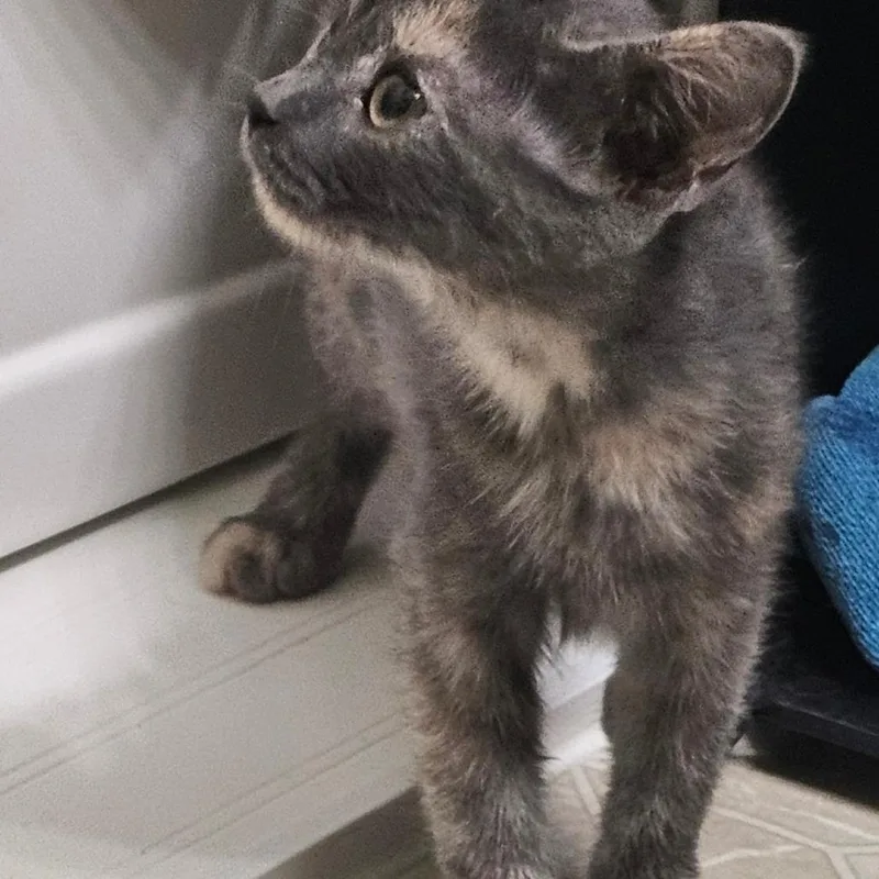 A baby small-sized female Gray / Blue / Silver Domestic Short Hair cat named Zippity for adoption in Rochester, MN