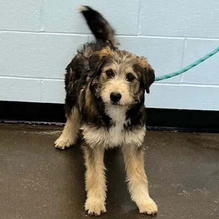 A baby medium-sized female Tricolor (Brown, Black, & White) Labradoodle dog named Juliet for adoption in Albany, NY