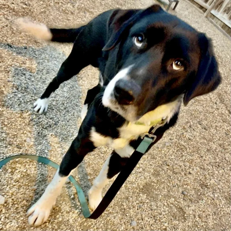 A senior large-sized male Labrador Retriever dog named Dennis for adoption in Fairfax, VA