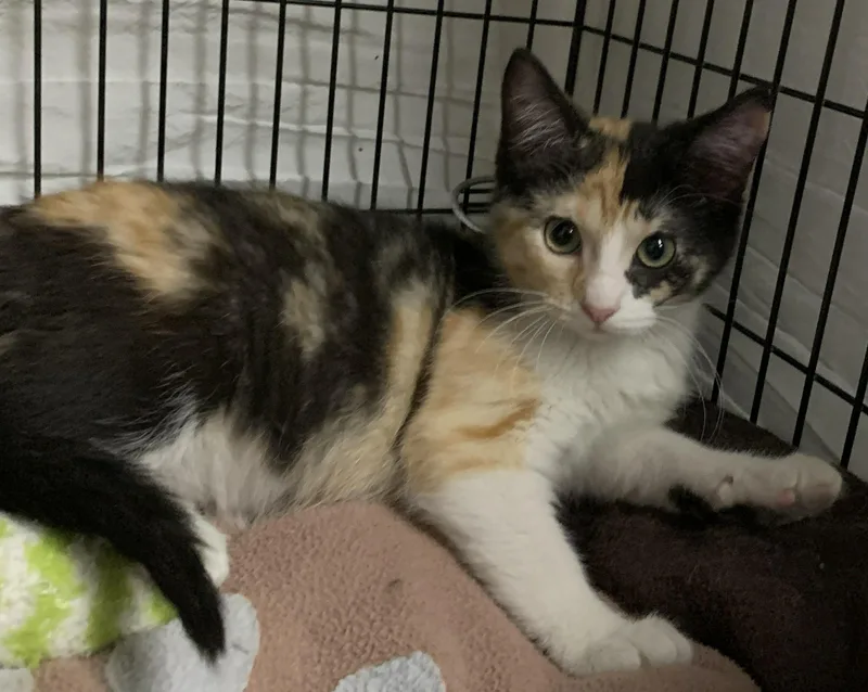 A baby medium-sized female Calico Domestic Short Hair cat named Iona for adoption in Milwaukee, WI