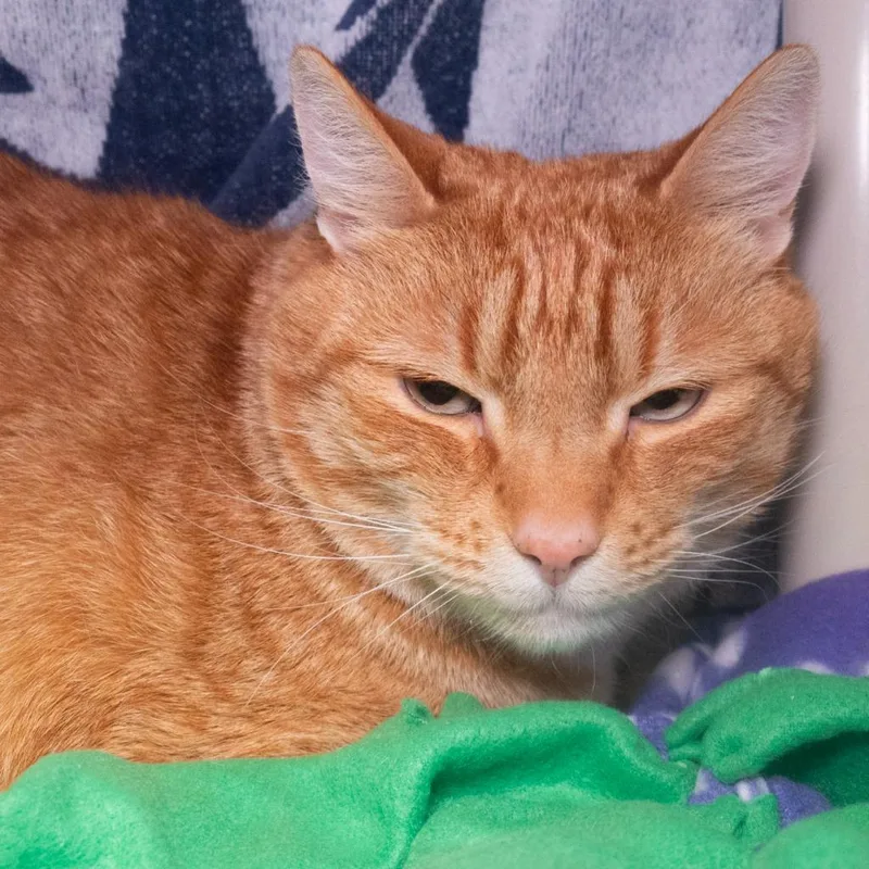 An adult medium-sized male Domestic Short Hair cat named King George Ii for adoption in Shoreline, WA