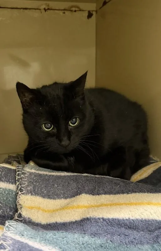 A senior medium-sized male Black Domestic Short Hair cat named Bear for adoption in Arlington, WA