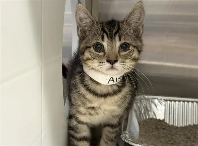 A baby small-sized female Domestic Short Hair cat named Tiger for adoption in Tustin, CA