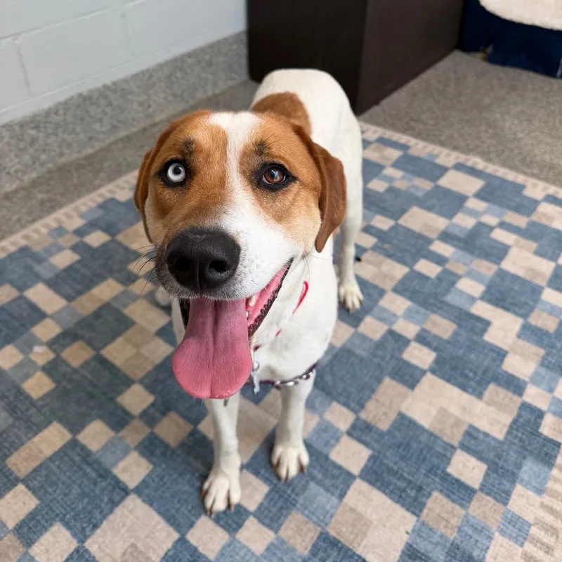 A young large-sized female Yellow / Tan / Blond / Fawn Mixed Breed dog named Emory for adoption in Falls Church, VA