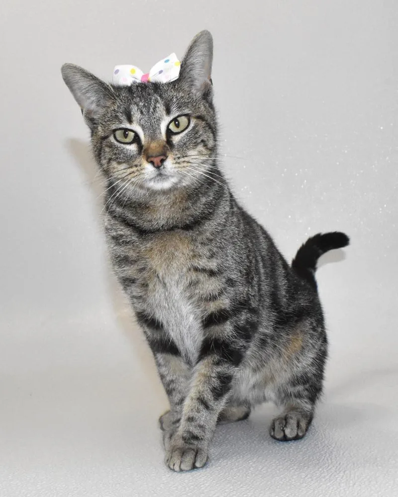 A young large-sized female Domestic Short Hair cat named Rosetta for adoption in Springfield, OH