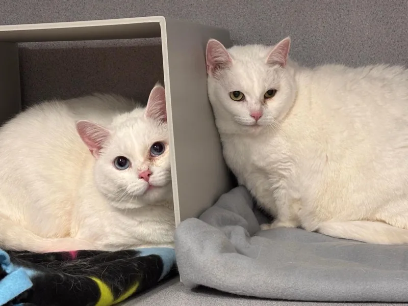 An adult large-sized male White Domestic Short Hair cat named Barry and Betty White for adoption in Batavia, NY